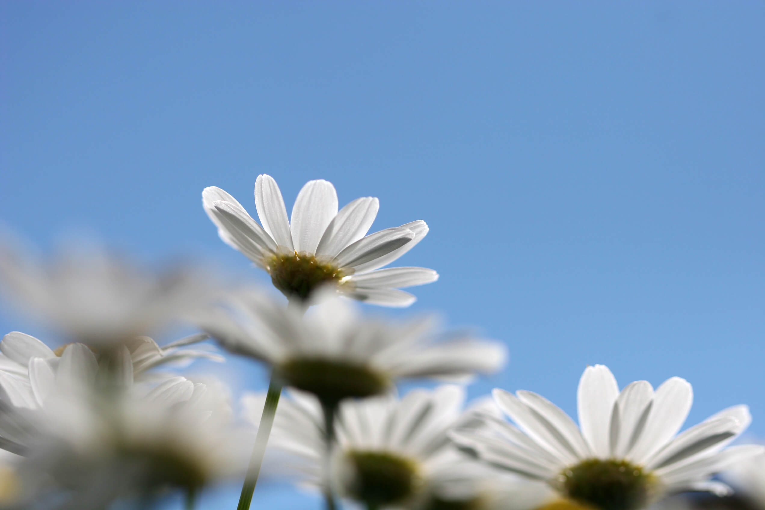 flowers, daisies